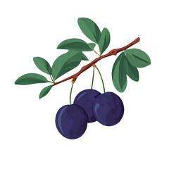 Obraz premium Simple flat 2D illustration of Plum Tree, modern minimalist artwork, isolated on a white background.