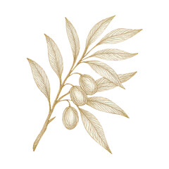 Naklejka premium PNG Elegant golden olive branch illustration.