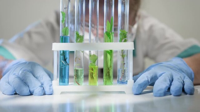 Laboratory scientist examining test tube with plant sprouts in experimental bioengineering laboratory close-up