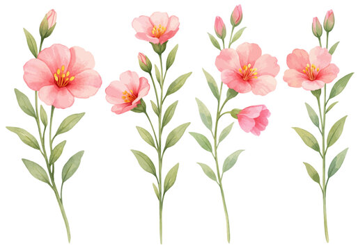 A charming watercolor collection of Clarkia blooms featuring delicate pink flowers with soft green leaves illustrated in a botanical floral style.