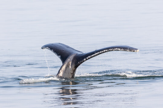 Humpback Whale Tail Splash in Chatham Strait Alaska