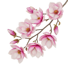 Obraz premium Beautiful pink cherry blossom branch with white background isolated on transparent background