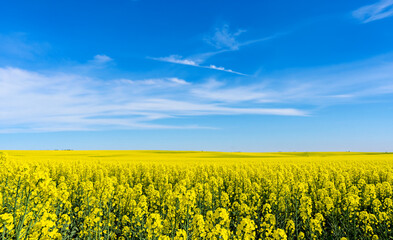 Fototapeta premium field of yellow flowers