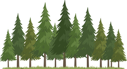 A row of tall green pine trees standing on a grassy field with a white background forest nature © MstFeroja