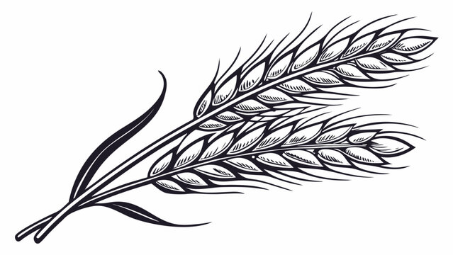 Vector illustration of monochrome wheat or barley sheaves tied graphic agriculture harvest engraving