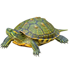 Obraz premium Slider turtle with green and yellow shell isolated on a transparent background