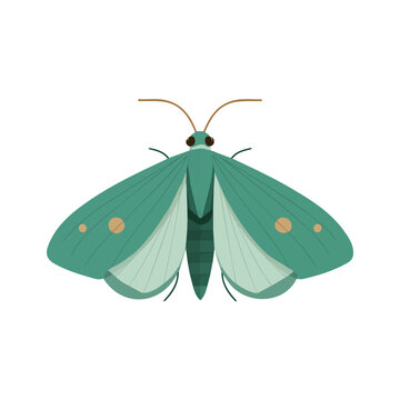Moth, modern 2D flat vector illustration in icon style, isolated on pure white background.