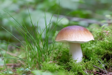 a boletus edulis mushroom growing in the forest floor, covered with moss and grasses.