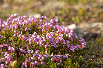 Obraz premium Phyllodoce caerulea, blue mountainheath, a dwarf shrub bloomig in Finnish nature in a rocky habitat during early spring