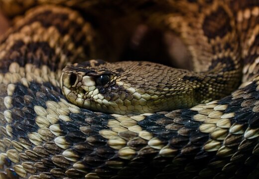 snake in the zoo