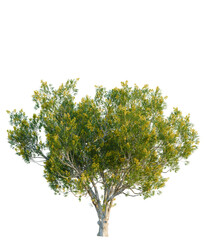 Caesalpinia ferrea tree, elevation, front view, cutout, transparent background, isolate, Realistic Pomegranate Tree with Lush Green Leaves and Ripe Fruits, High-Resolution Digital Art