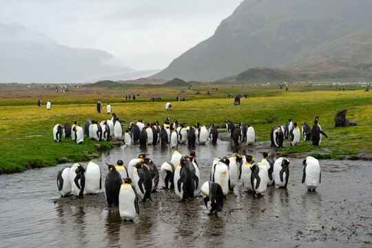 Waddle of King Penguins standing on land in the rain with Antarctic fur seals in the distance, Fortuna Bay, South Georgia