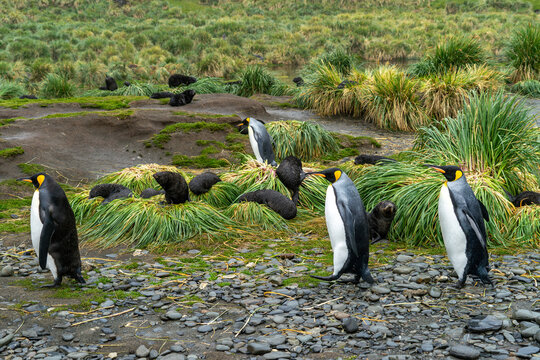 Side view of four King Penguins walking past Antarctic fur seal pups, Fortuna Bay, South Georgia
