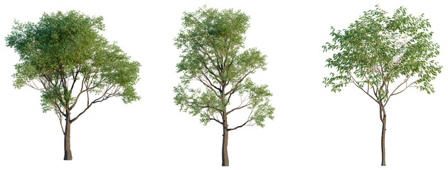 Naklejka premium Corymbia calophylla tree, elevation, front view, cutout, transparent background, isolate, Single Tree Isolated on White Background - Ideal for Design Elements and Backgrounds