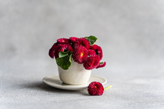 Bunch of red English daisies (Bellis perennis) in a tea cup on a grey worktop