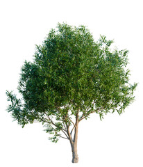 Cupaniopsis anacardioides tree, elevation, front view, cutout, transparent background, isolate, Detailed close-up of a lush green tree branch with vibrant leaves, perfect for nature themes © DH Tree Stock