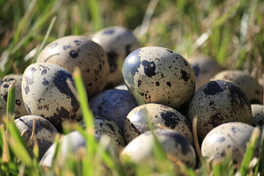 Close-up of a stack of fresh quail eggs in the grass