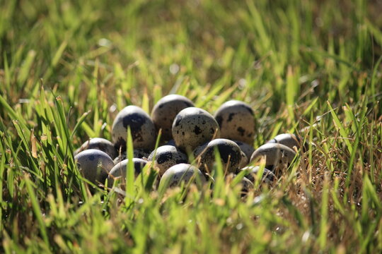Close-up of a stack of fresh quail eggs in the grass