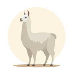 Fototapeta premium Llama, 2D flat vector illustration, simple and modern style, isolated on a plain white background.