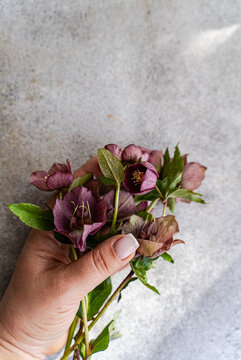 Close-up overhead view of a woman's hand holding a bunch of freshly picked purple Hellebore (Lenten rose) flowers