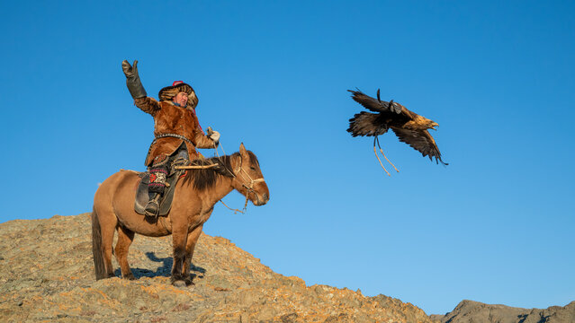 Golden Eagle taking off from a Mongolian eagle hunter (berkutchi) on a horse, Altai Mountains, Western Mongolia, Mongolia