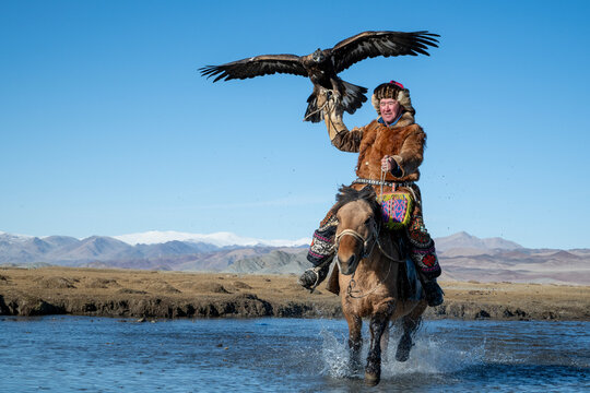 Mongolian eagle hunter (berkutchi) riding a horse in a river with a blindfolded golden eagle, Altai Mountains, Bayan-Olgii, Western Mongolia, Mongolia