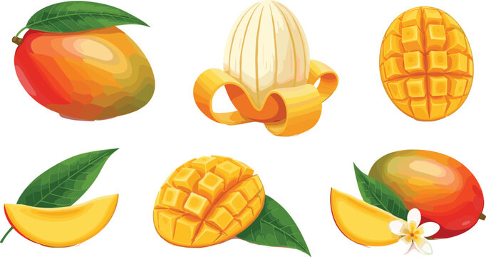 Mango fruit collection with whole mango, sliced pieces, mango cube and peeled mango, fresh tropical fruit set vector illustration isolated
