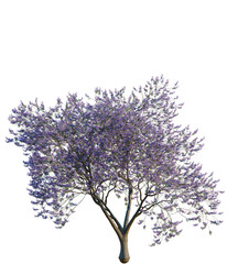 Obraz premium Jacaranda mimosifolia tree, elevation, front view, cutout, transparent background, isolate, Detailed close-up of a lush, green tree with vibrant foliage, perfect for nature themes.
