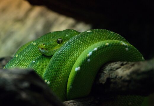 green tree python