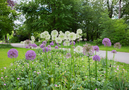 spa garden Bad Aibling, allium flowers with purple and white blossoms