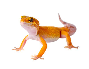 Orange lizard with yellow spots on black background