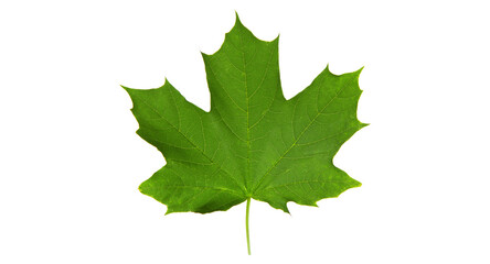 Isolated Green Maple Leaf in Summer, Acer Tree Foliage, Natural Autumn Season, Forest