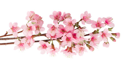 Isolated flowering pink cherry branch, floral spring blossom, beautiful flowers on tree branch