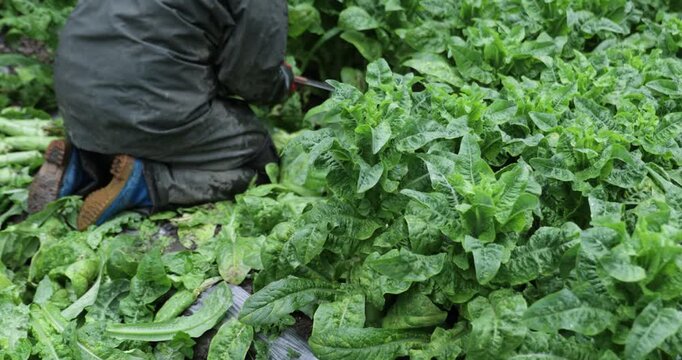 Sichuan,China  June 01,2025, Chinese farmer harvesting green stem lettuce crops in the field, Sichuan province, China