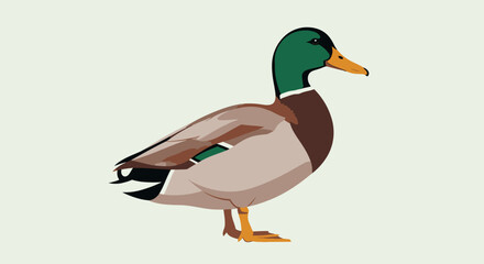 Obraz premium Male Mallard Duck Standing Illustration.