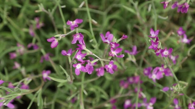 Purple Matthiola flowers (night violet) swaying in the wind