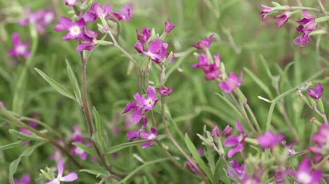 Purple Matthiola flowers (night violet) swaying in the wind