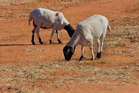 Two Dorper Sheep Grazing on Arid Ground in a Rural Setting  earth covered with sparse patches of grass.