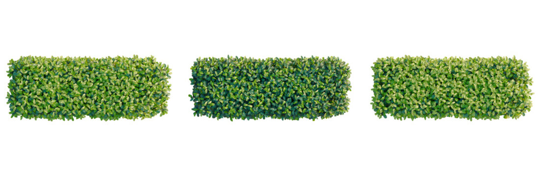 Prunus Lusitanica hedge tree plan, top view, cutout, transparent background, isolate, Vibrant Green Leaves Texture - High-Resolution Background for Design and Creative Projects