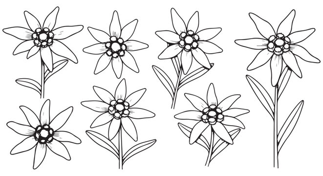 Detailed botanical sketches of edelweiss flowers in various orientations and stages.