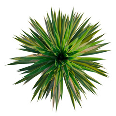 Yucca aloifolia tree plan, top view, cutout, transparent background, isolate, Green succulent...