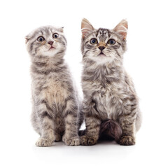 Obraz premium Two cute grey kittens sitting together isolated on a white background.