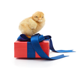 Small yellow chick sitting on a red gift box isolated on a white background. © voren1