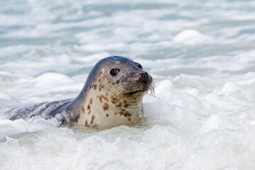 Harbour seal (Phoca vitulina) at Helgoland-Dune island (Germany) © Gertjan Hooijer
