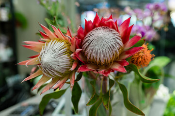 Two beautiful pink King Protea flowers in glass vase on blurred flower shop background