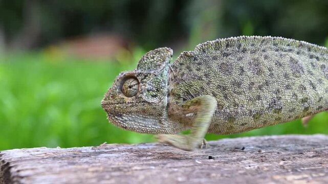 Close-up images of the Mediterranean chameleon (Chamaeleo chamaeleon) moving slowly in its natural habitat. Wildlife and mastery of camouflage combined.