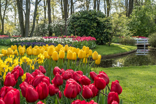 Jardin botanique aux tulipes de Keukenhof , &agrave; Lisse aux Pays-Bas