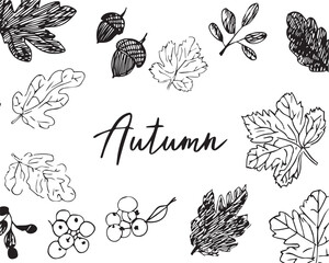 Fototapeta premium Vintage hand drawn black leaves acorns berries botanical sketch hand drawn vector