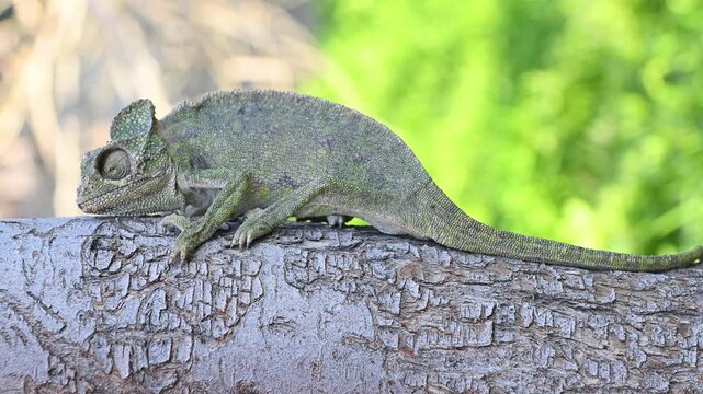 Close-up images of the Mediterranean chameleon (Chamaeleo chamaeleon) moving slowly in its natural habitat. Wildlife and mastery of camouflage combined.