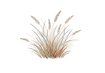 Fototapeta premium Illustration of a clump of ornamental grass with feathery seed heads on a white background